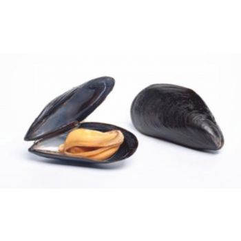 Мідії в мушлі 1кг