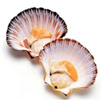 Морський гребінець 30-40